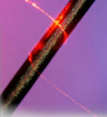 A light-conducting silica nanowire wraps a beam of light around a strand of human hair.